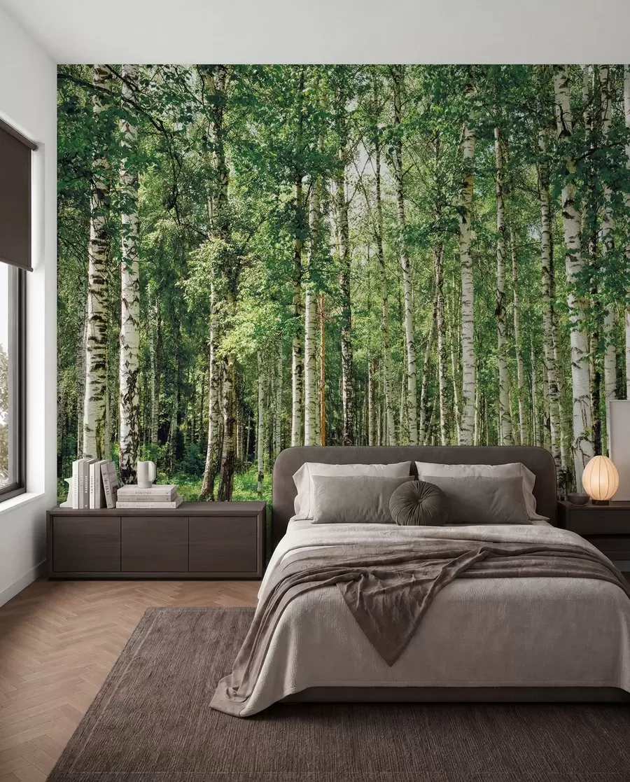 Fototapete Birkenwald u52530