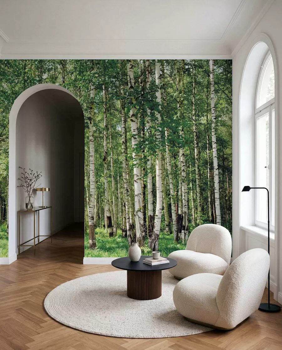 Fototapete Birkenwald u52530