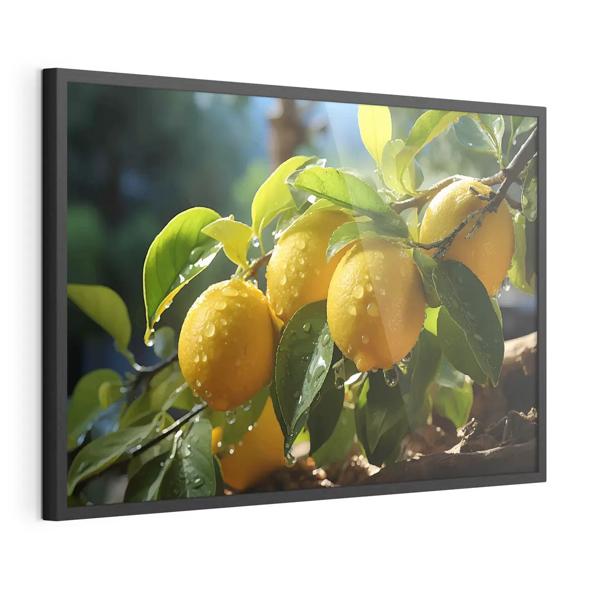 Poster Zitronen, Zitronen am Baum, Tau f40840