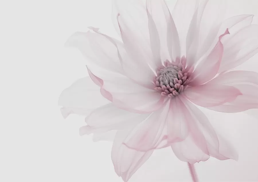 Fototapete Zarte rosa Blume auf hellem Hintergrund w02077v2