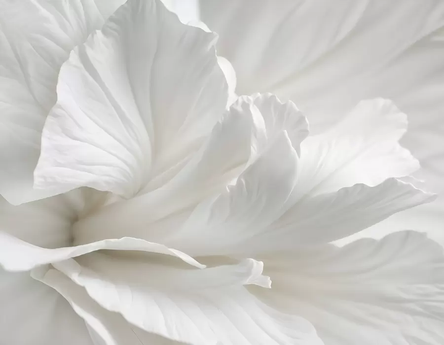 Fototapete Abstrakter minimalistischer Druck einer zarten weißen Blume mit weichen, samtigen Blütenblättern w08424