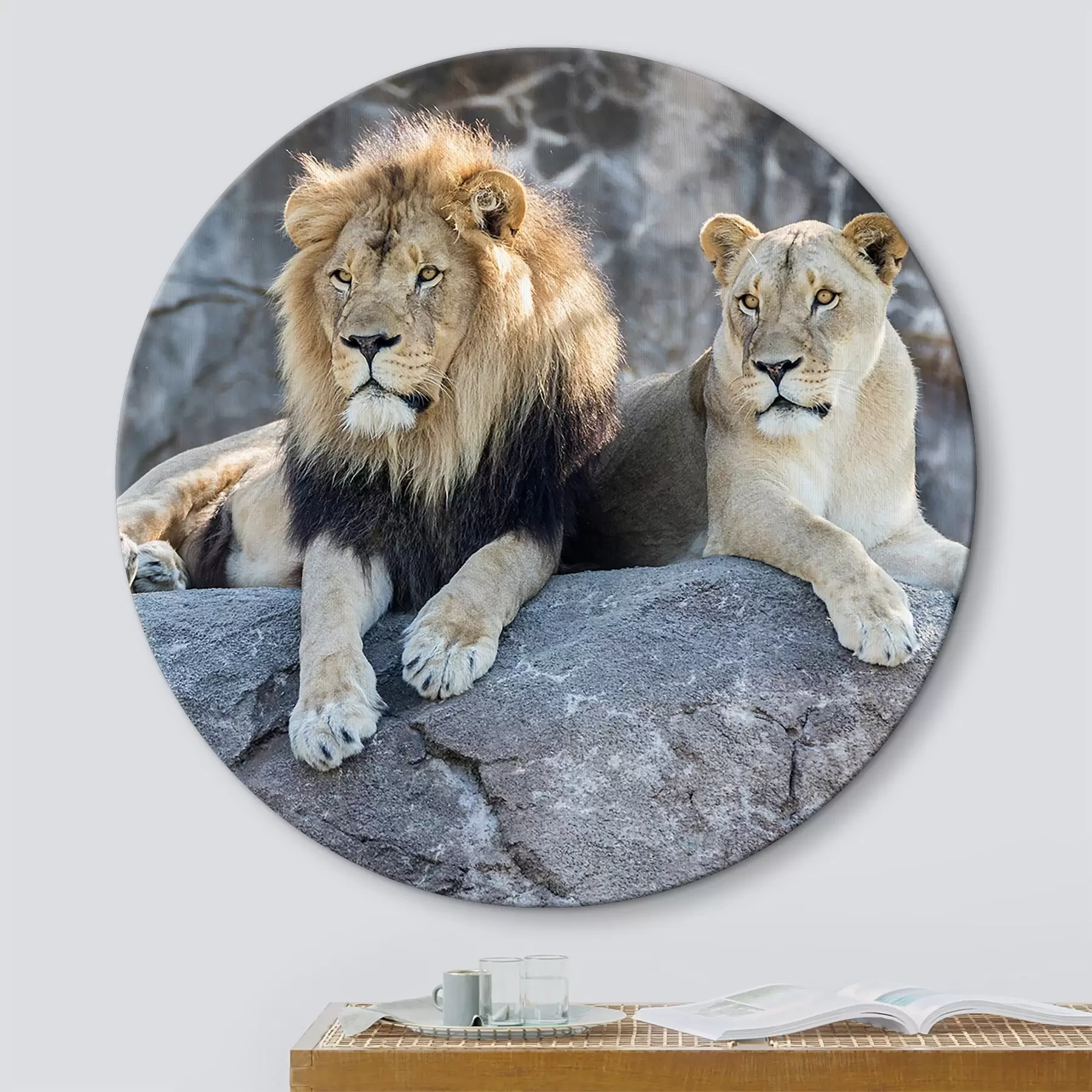 Fototapete Löwe, Katze und Fleischfresser r15278