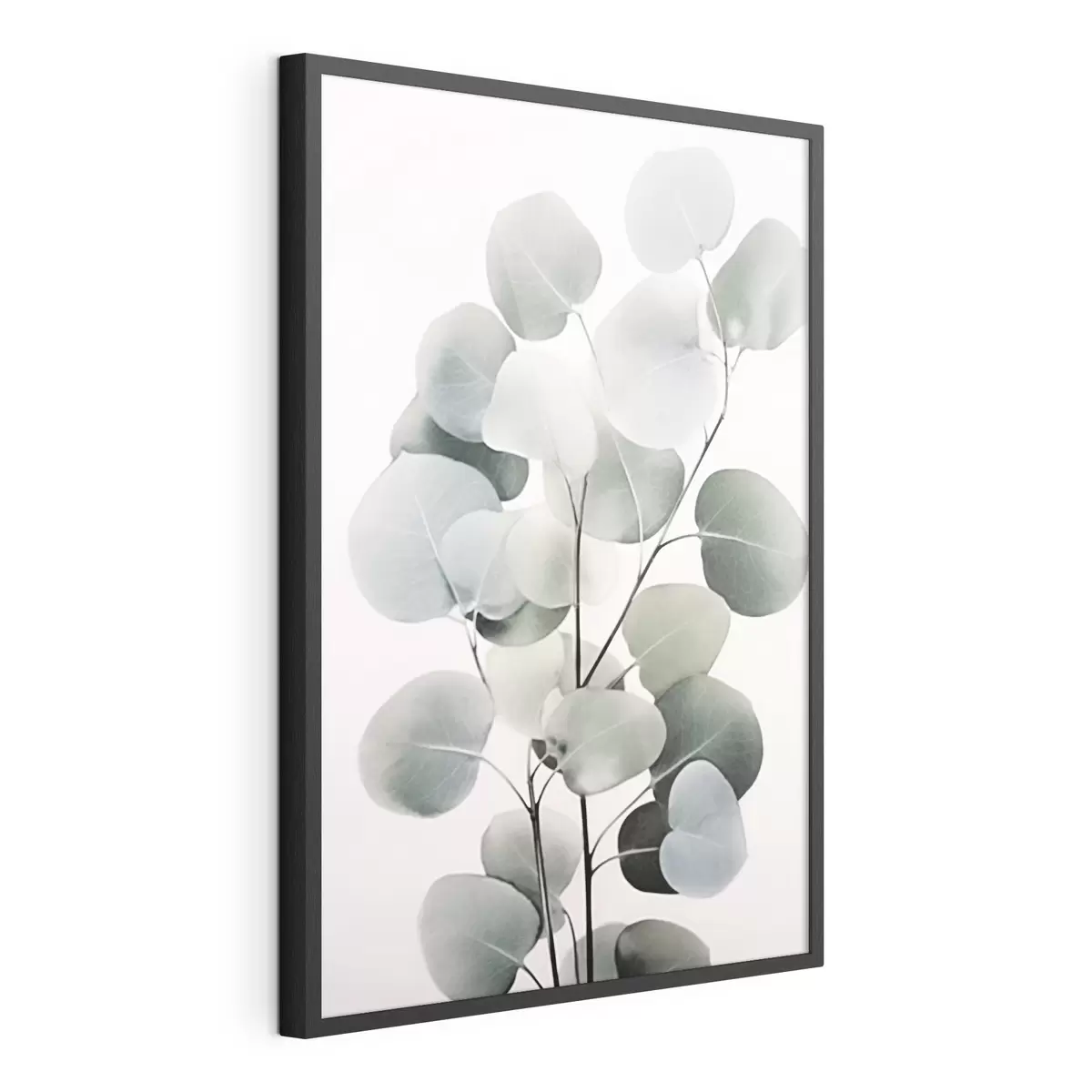 Poster Eukalyptus f44578