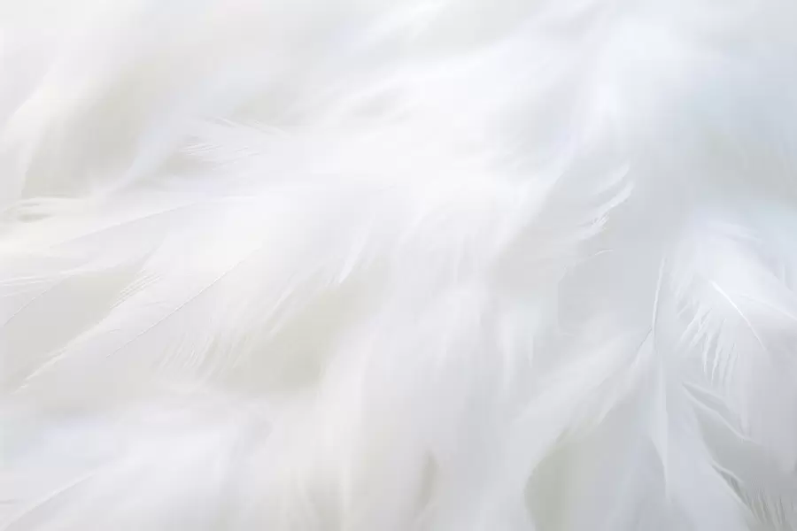 Fototapete Weiche weiße Federn, leichte Textur w04442