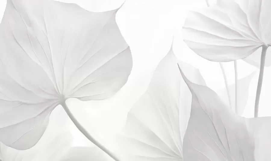 Fototapete Blätter w05080