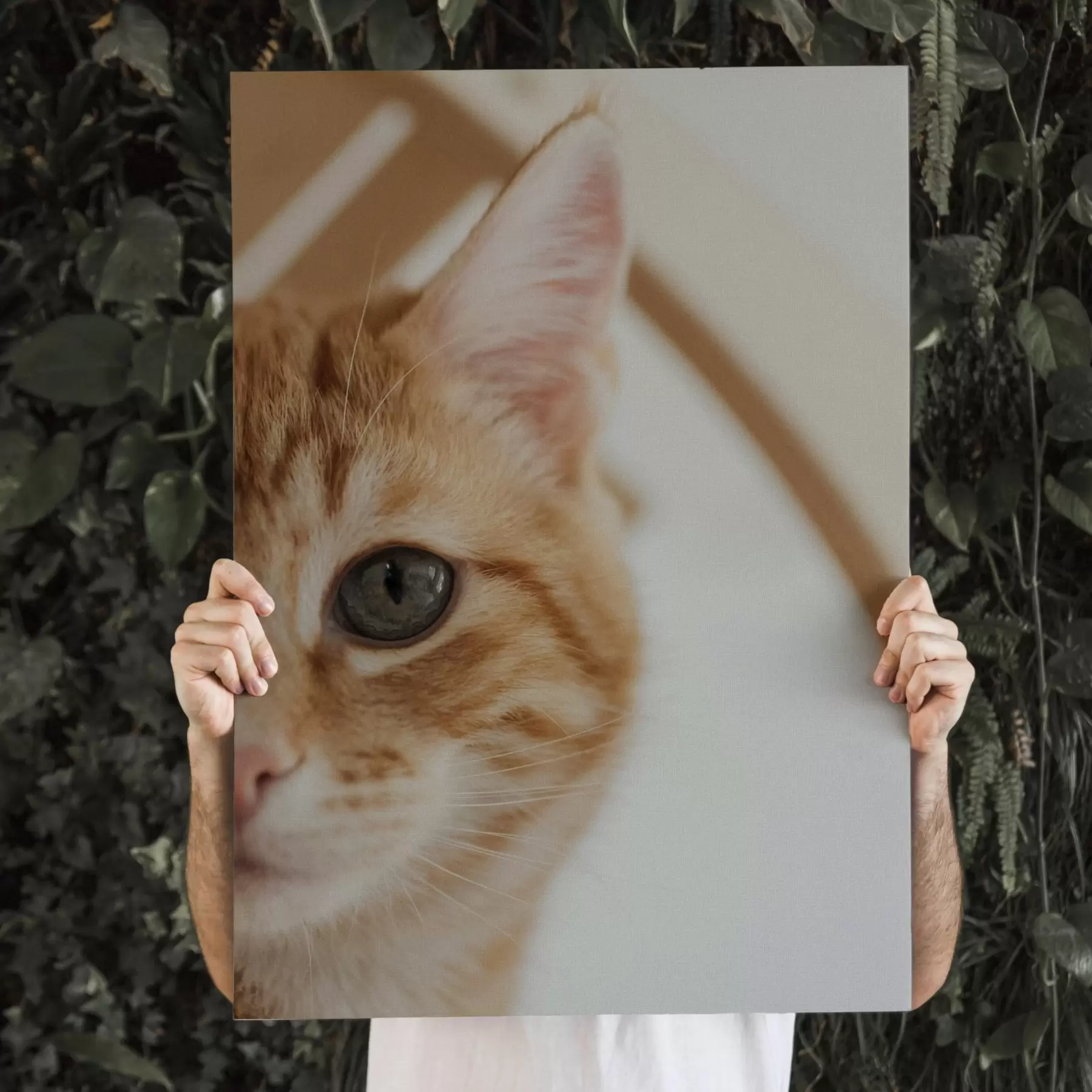 Fototapete Foto Ihrer Katze auf Leinwand s47220