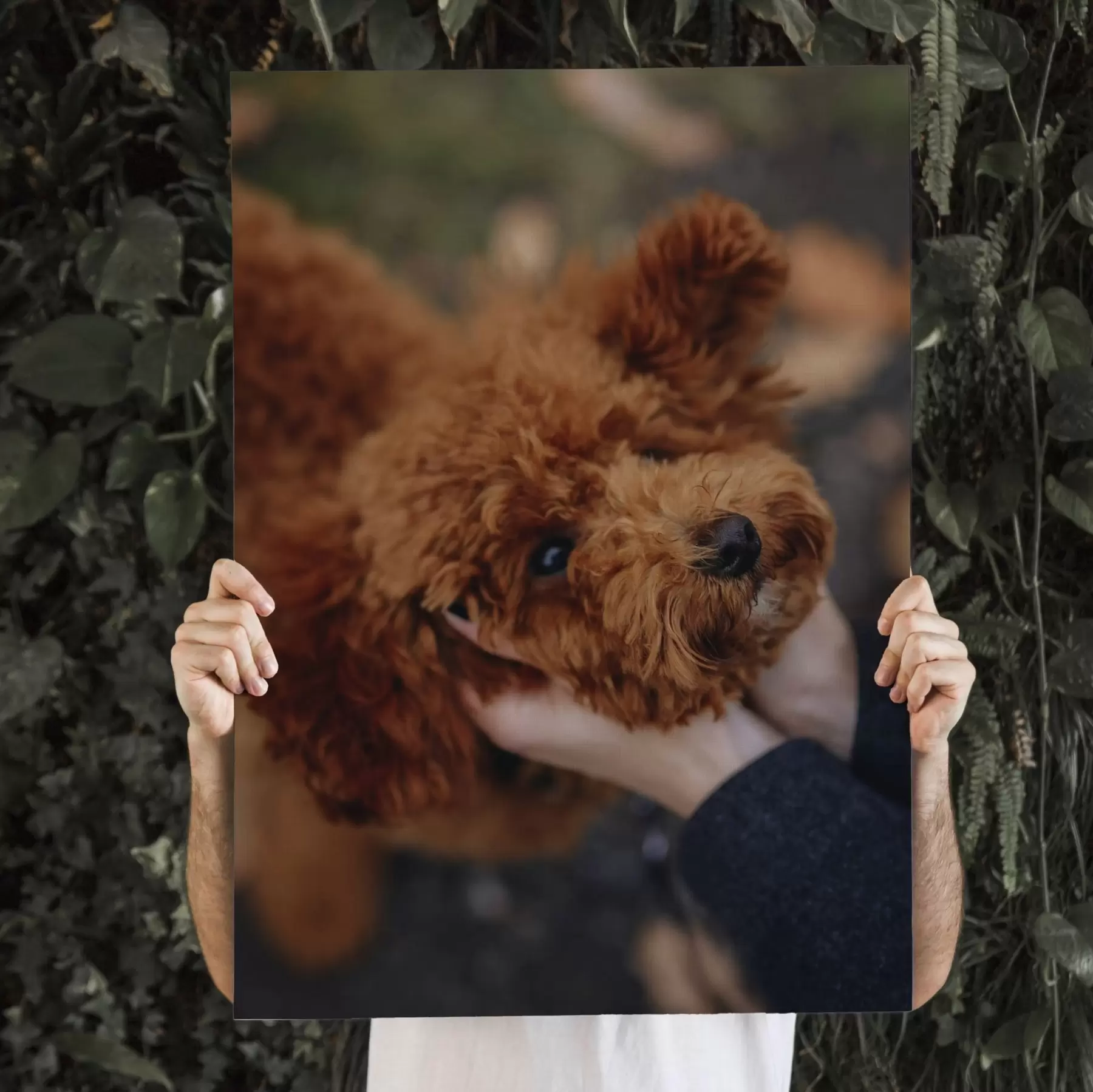 Fototapete Ihr Hund nach Ihren Vorgaben, anhand Ihres Fotos s47163