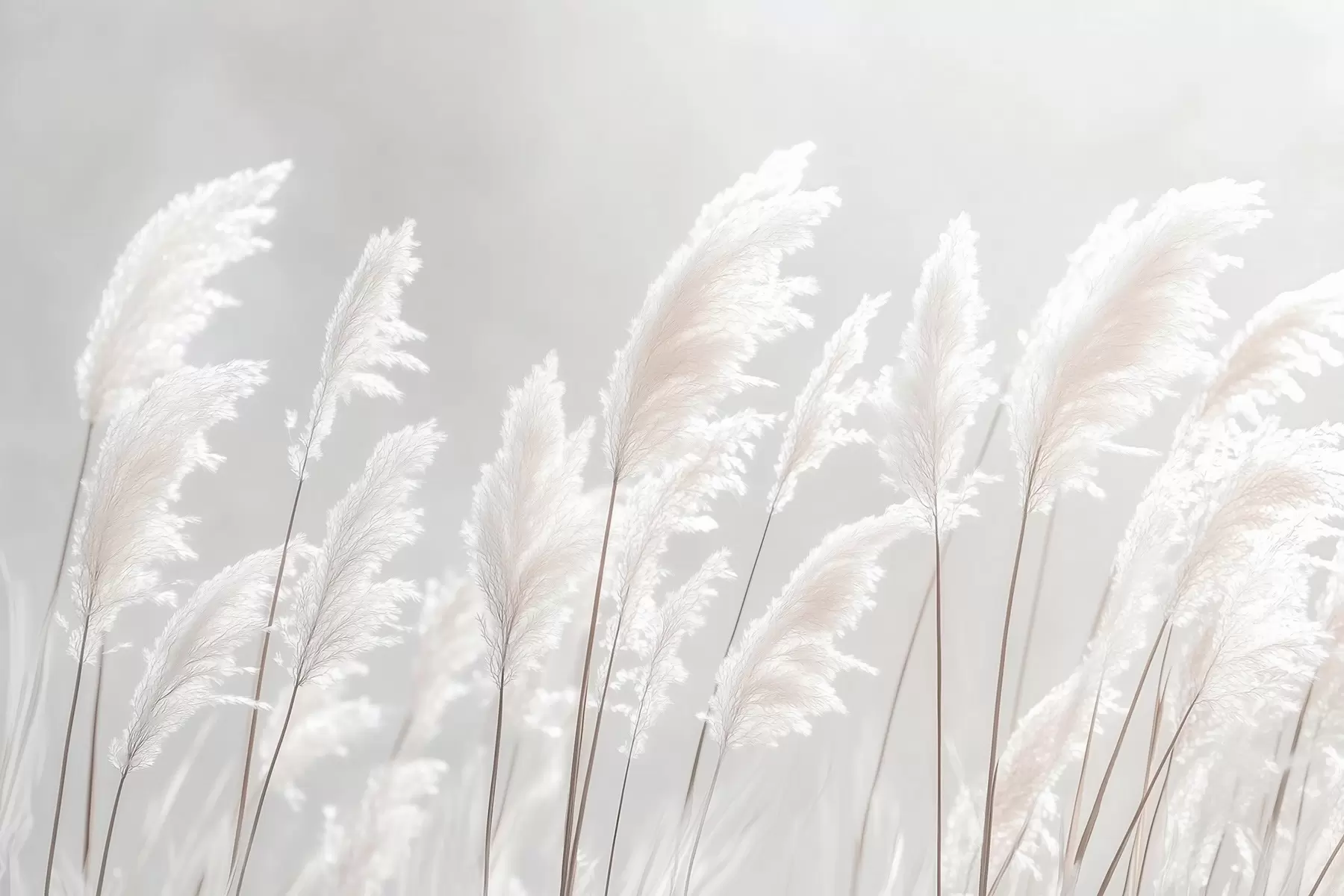 Fototapete Weiches weißes Pampasgras im sanften Morgenlicht w09717