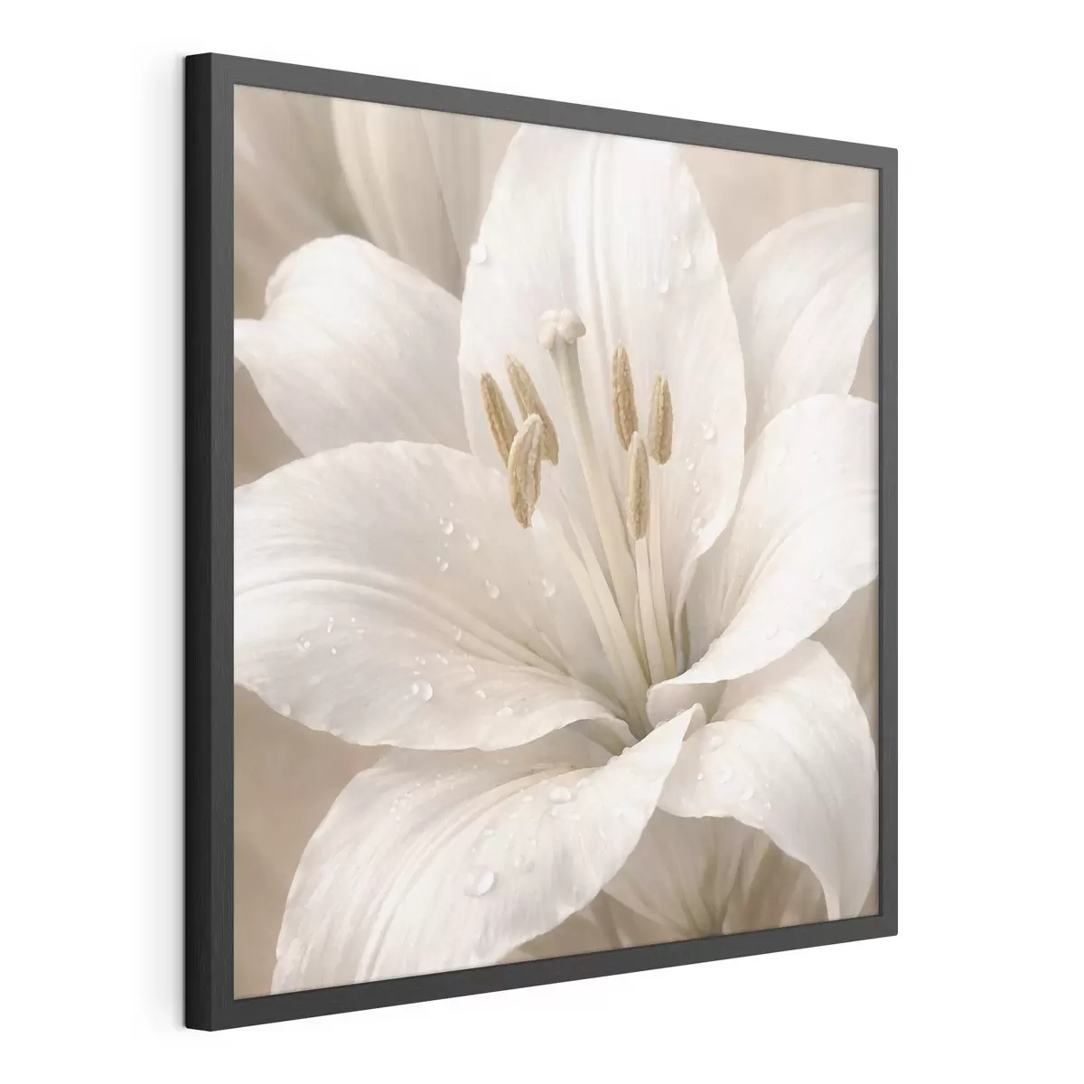Poster Nahaufnahme einer weißen Blume mit Wassertropfen f48028