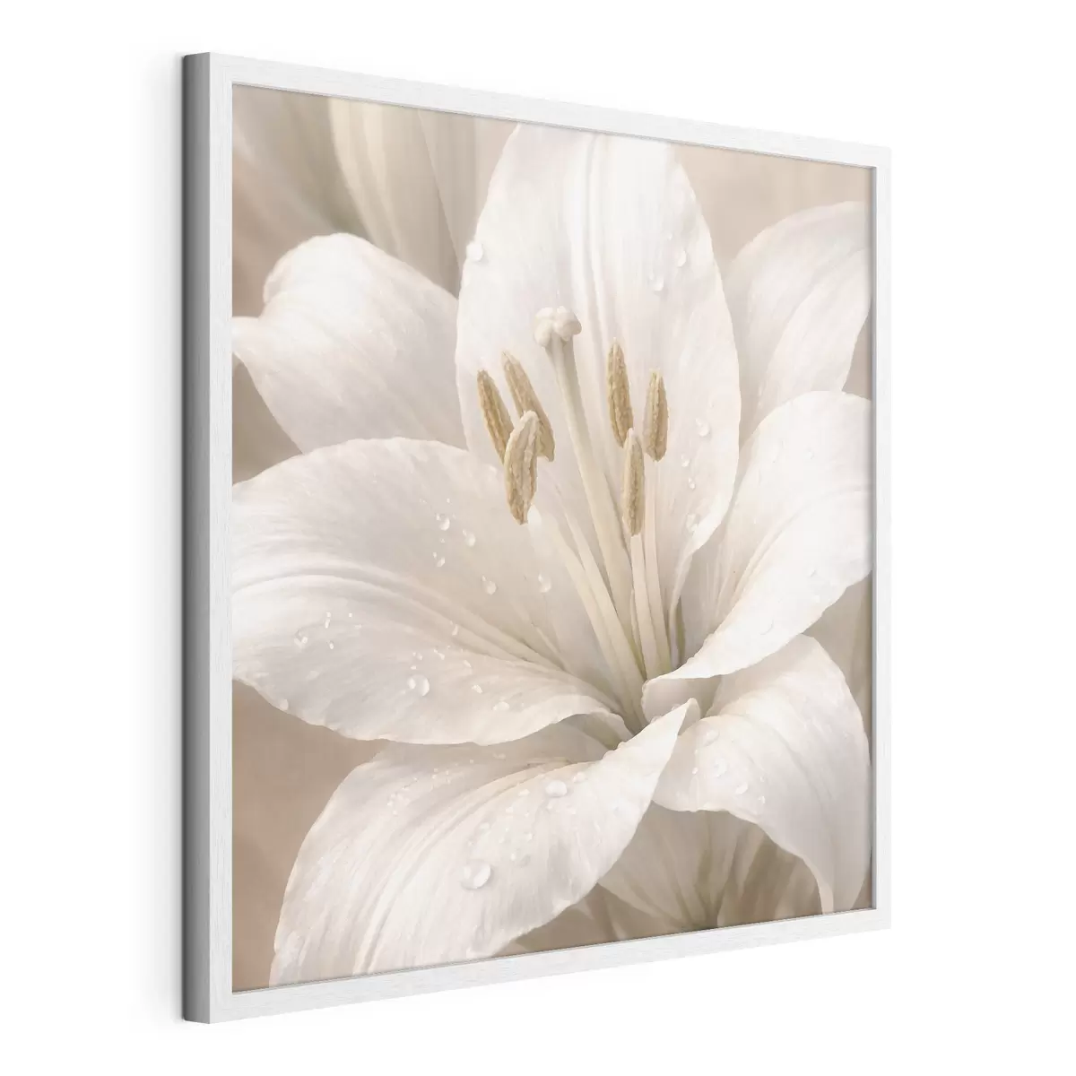 Poster Nahaufnahme einer weißen Blume mit Wassertropfen f48028