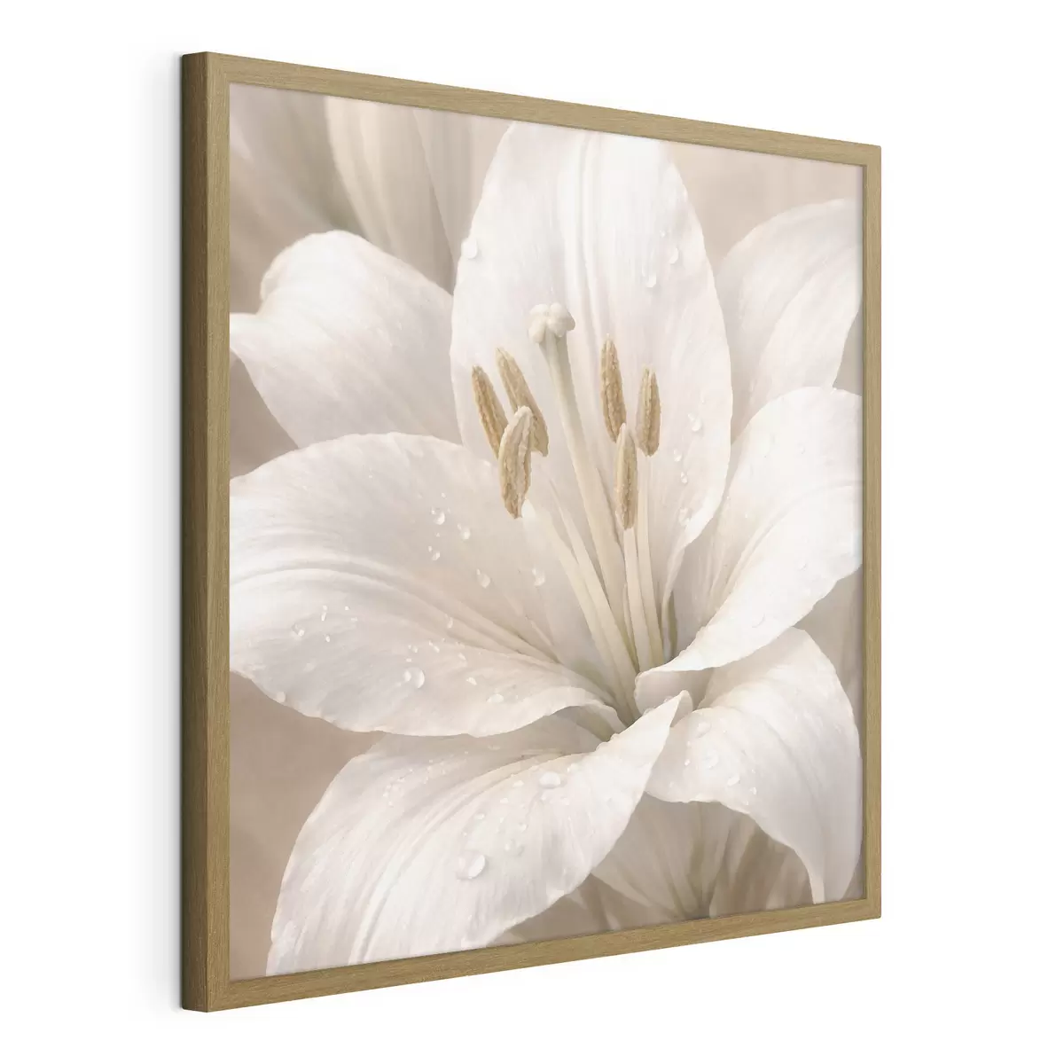 Poster Nahaufnahme einer weißen Blume mit Wassertropfen f48028