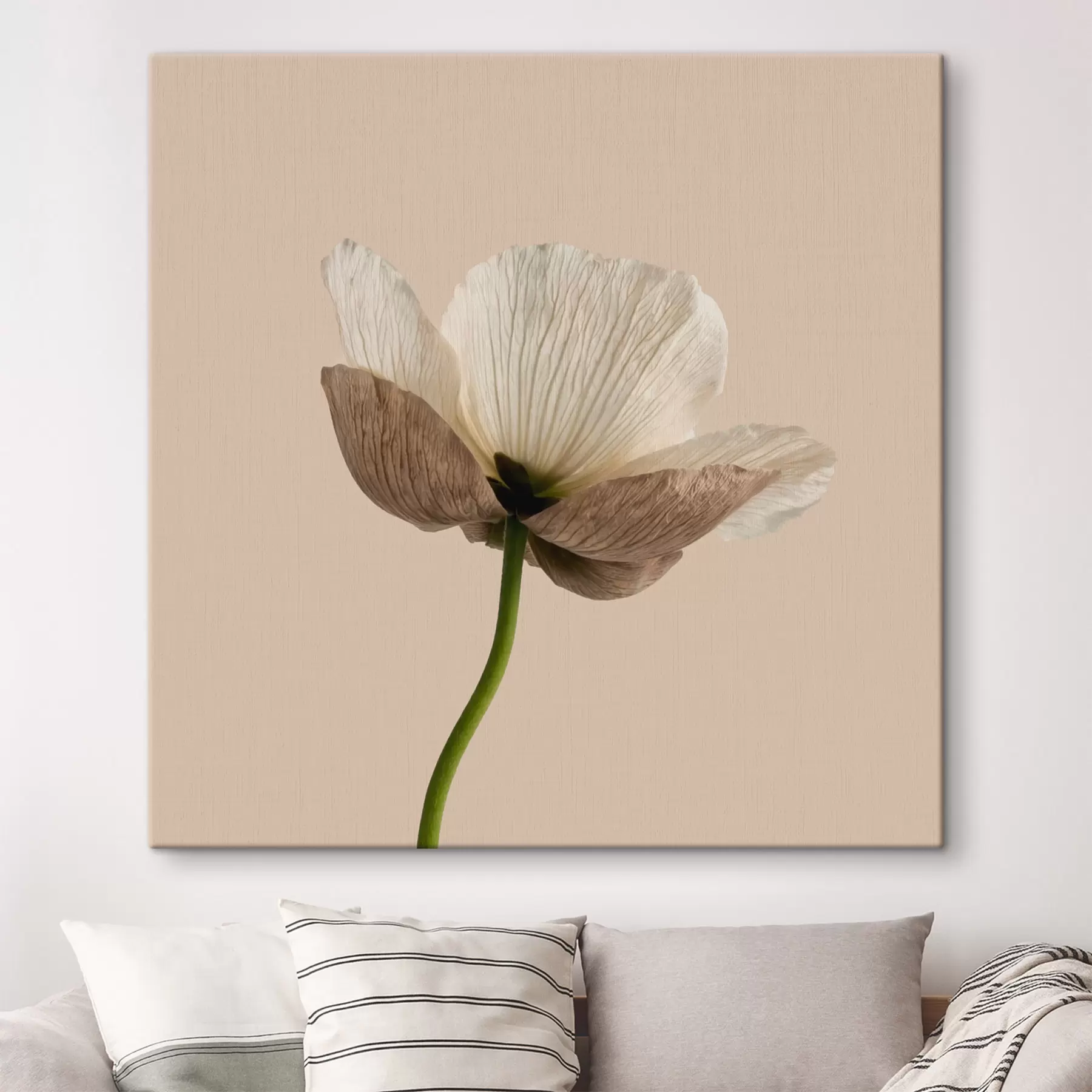 Fototapete Zarte Blume mit durchscheinenden Blütenblättern auf beigem Hintergrund im minimalistischen Stil s49718