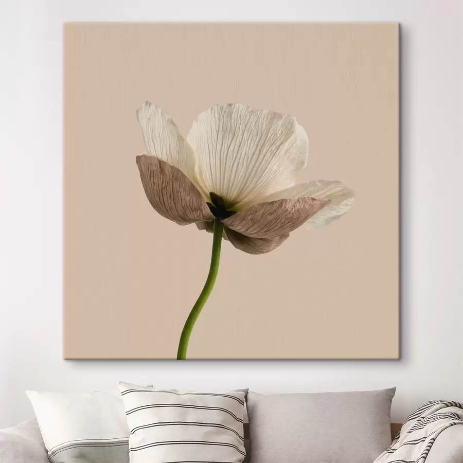 Fototapete Zarte Blume mit durchscheinenden Blütenblättern auf beigem Hintergrund im minimalistischen Stil s49718