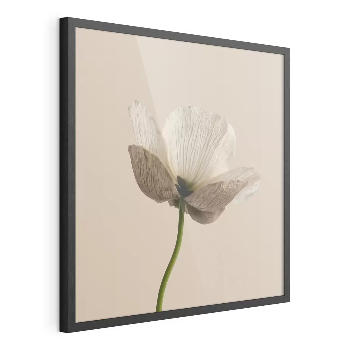 Poster Zarte Blume mit durchscheinenden Blütenblättern auf beigem Hintergrund im minimalistischen Stil f49718