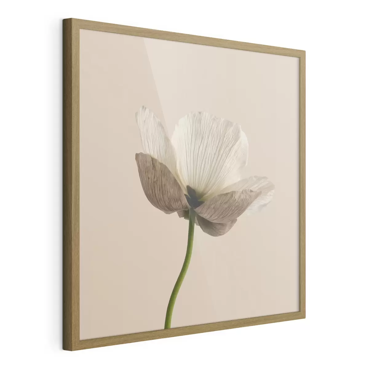 Poster Zarte Blume mit durchscheinenden Blütenblättern auf beigem Hintergrund im minimalistischen Stil f49718