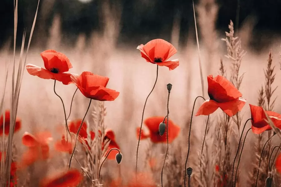 Fototapete Leuchtend rote Mohnblumen zwischen trockenem Gras w05866