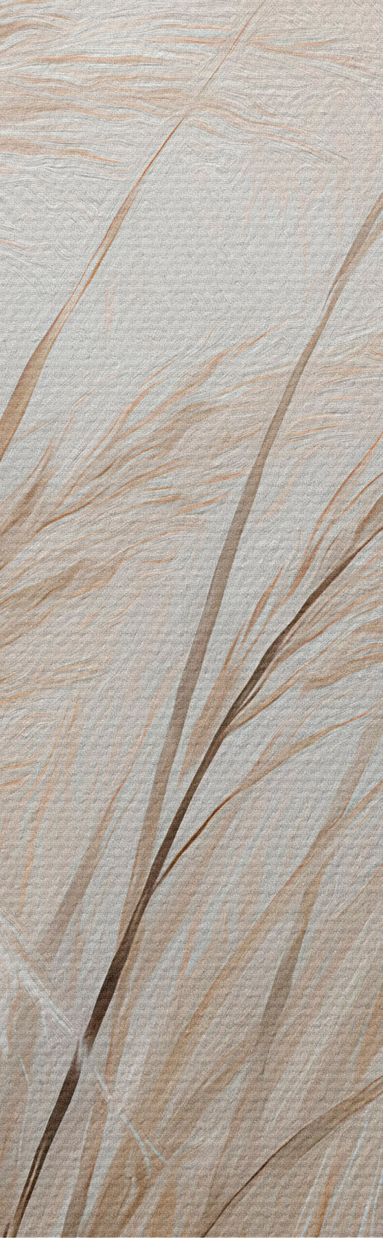 Fototapete Weizenähren s51045