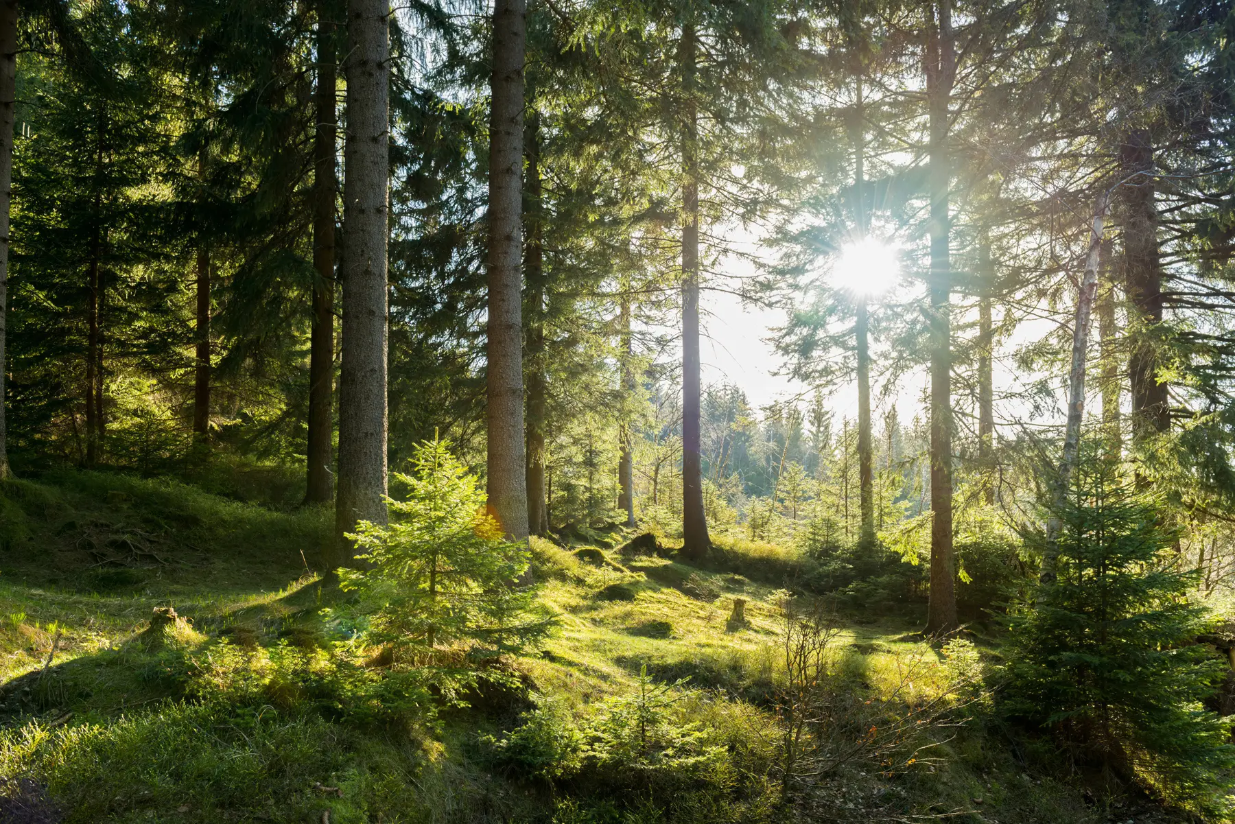 Fototapete Karkonoshe-Gebirge in Polen u80015