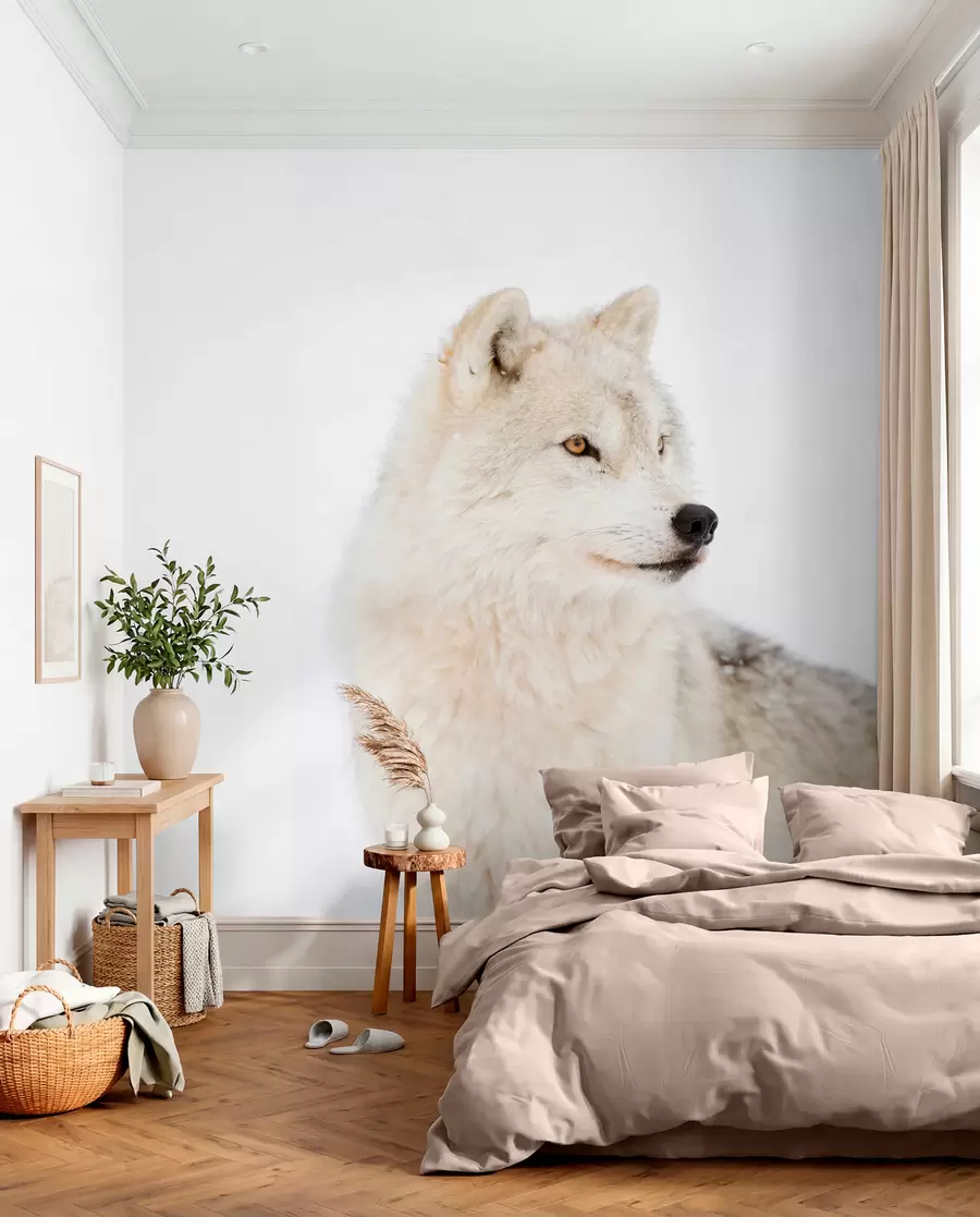 Fototapete Arktischer Wolf auf weißem Hintergrund u98189