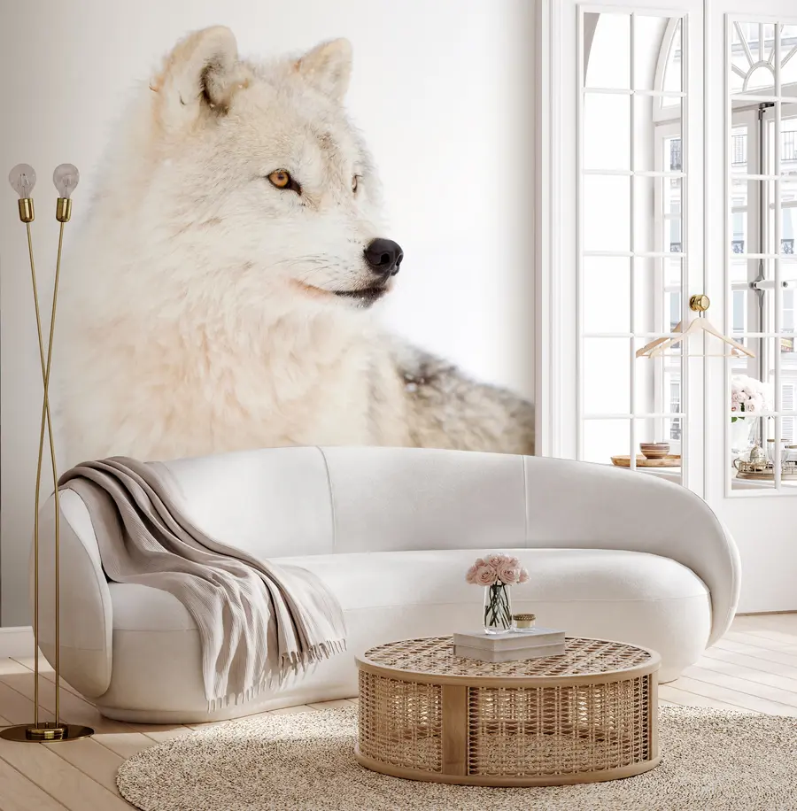 Fototapete Arktischer Wolf auf weißem Hintergrund u98189