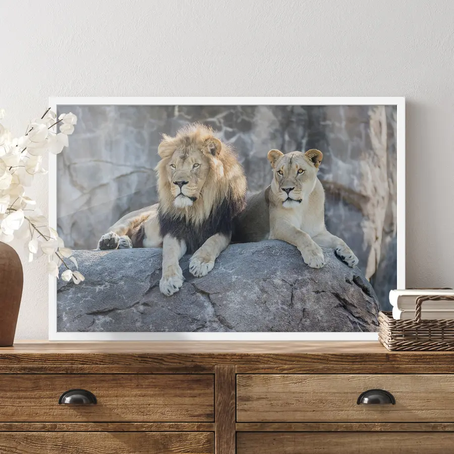 Fototapete Löwe, Katze und Fleischfresser f15278