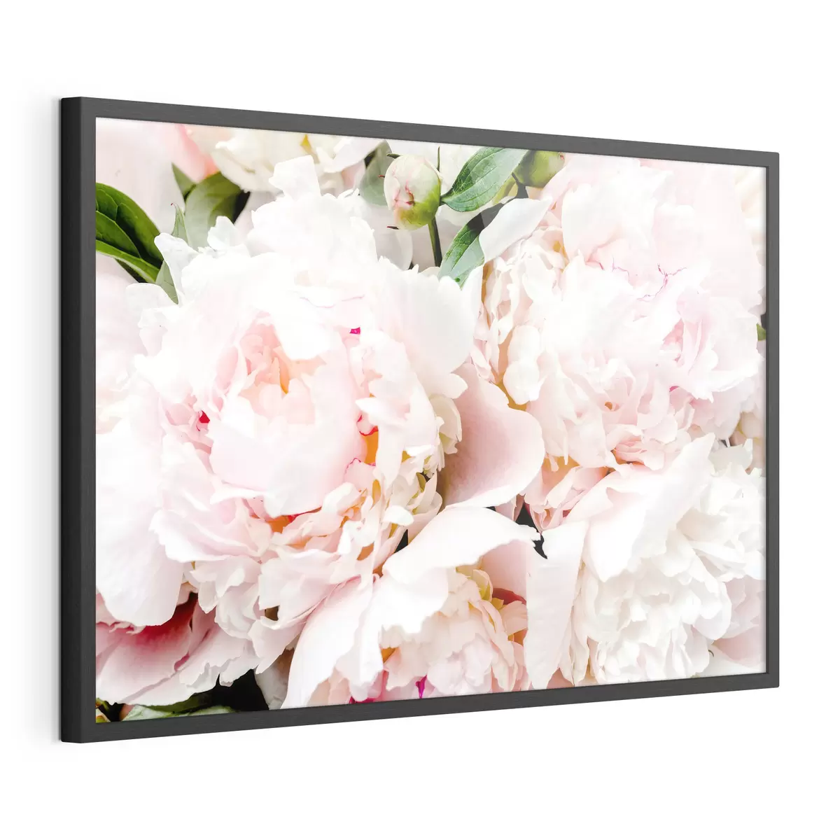 Poster Zart gepuderte Pfingstrosen f35241