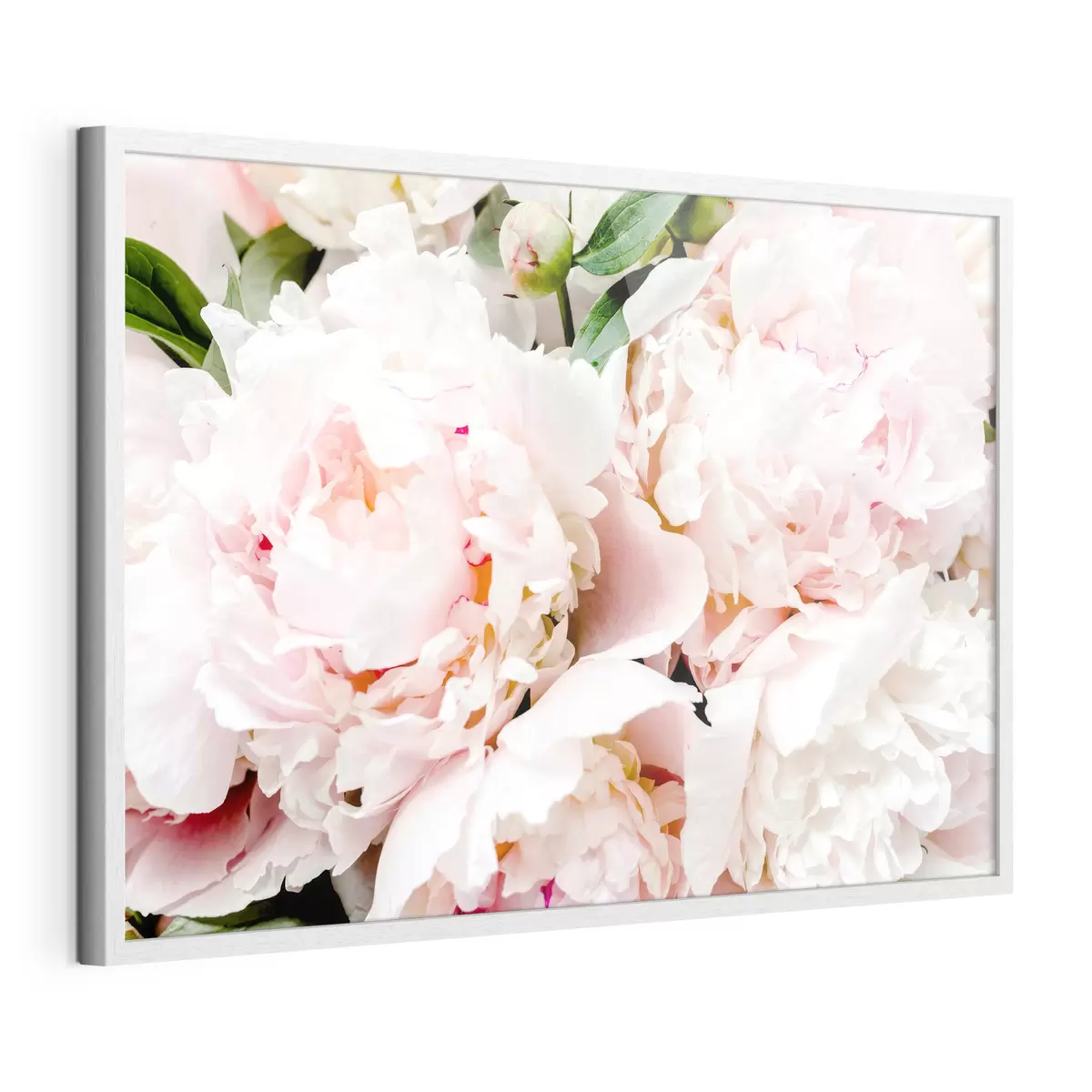 Poster Zart gepuderte Pfingstrosen f35241